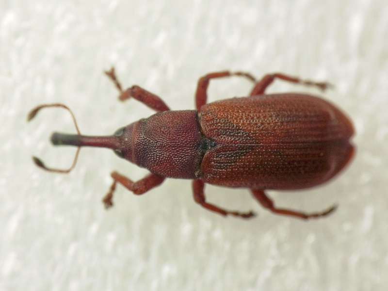 Magdalis (Magdalis) rufa Germar, 1824